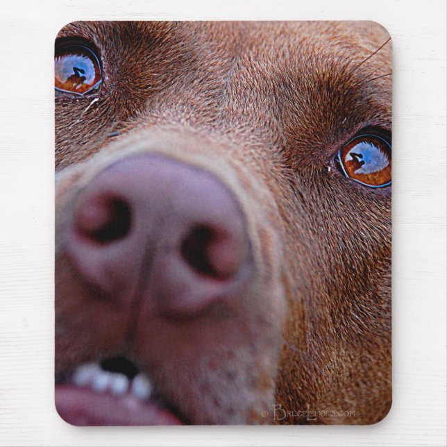 Schokolade Labrador Pit Mix Dog Nase Mousepad (Vorne)