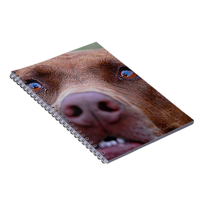 Schokolade Labrador Pit Mix Dog Nase Notizblock (Rechte Seite)