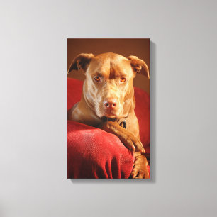 Schokolade Labrador Pit Mix Dog Portrait 3 Leinwanddruck