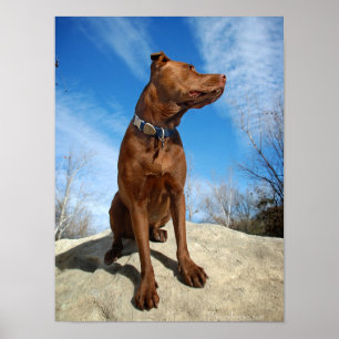 Schokolade Labrador Pit Mix Dog Portrait 6 Poster