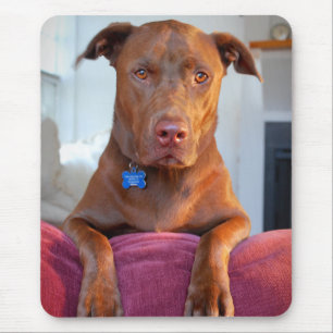 Schokolade Labrador Pit Mix Dog Portrait Mousepad