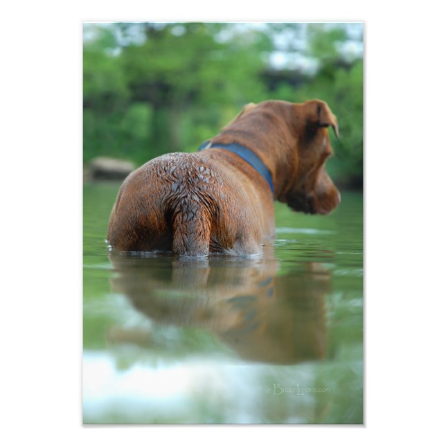 Schokolade Labrador Pit Mix Dog Schwimmen 4 Fotodruck (Vorne)