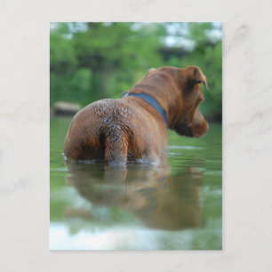 Schokolade Labrador Pit Mix Dog Schwimmen 4 Postkarte