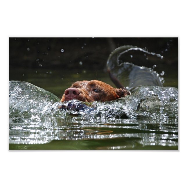 Schokolade Labrador Pit Mix Dog Schwimmen 5 Fotodruck (Vorne)