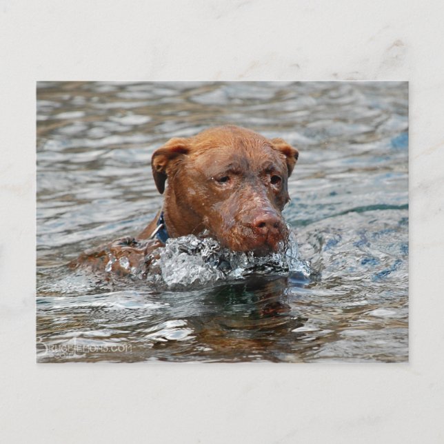 Schokolade Labrador Pit Mix Dog Schwimmen 7 Postkarte (Vorderseite)