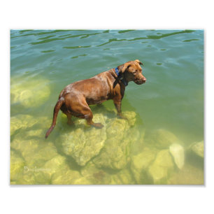 Schokolade Labrador Pit Mix Dog Schwimmen Fotodruck
