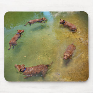 Schokolade Labrador Pit Mix Dog Schwimmen in Kreis Mousepad