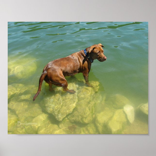 Schokolade Labrador Pit Mix Dog Schwimmen Poster (Vorne)