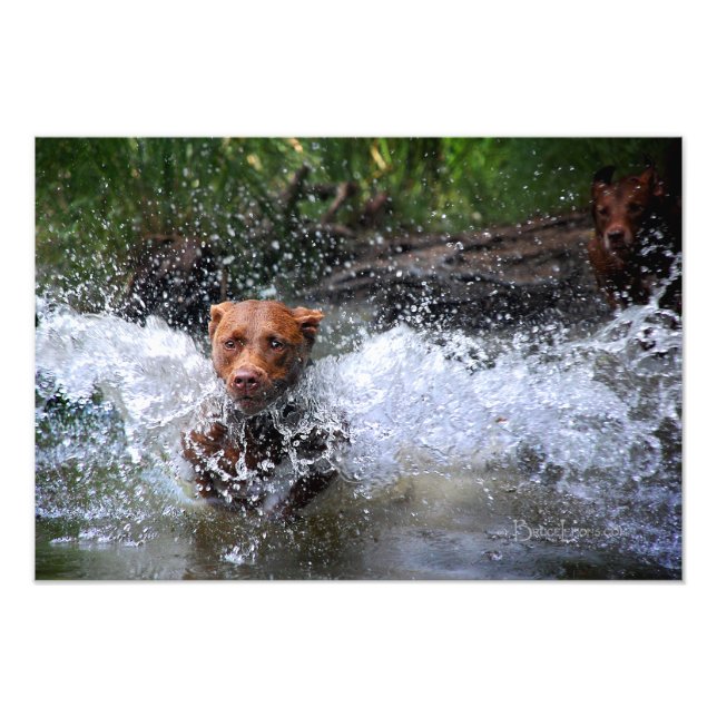 Schokolade Labrador Pit Mix Dog Splashing 4 Fotodruck (Vorne)