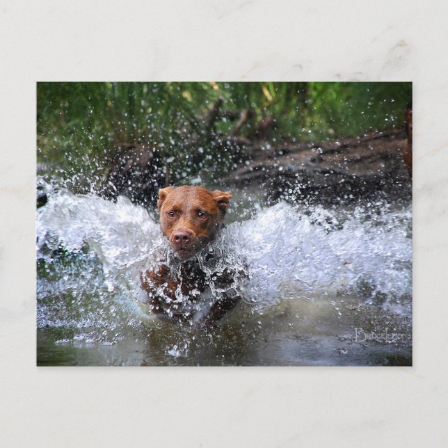 Schokolade Labrador Pit Mix Dog Splashing 4 Postkarte (Vorderseite)