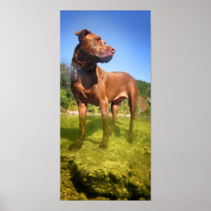 Schokolade Labrador Pit Mix Dog Wading Poster