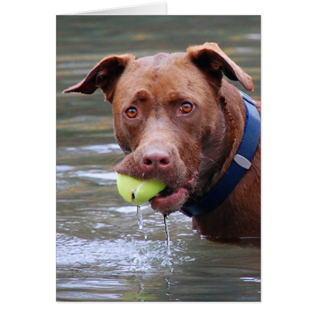 Schokolade Labrador Pit Mix Hund mit Ball (Vorne)