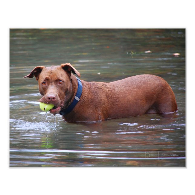 Schokolade Labrador Pit Mix Hund mit Ball Fotodruck (Vorne)