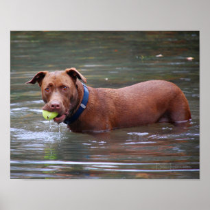 Schokolade Labrador Pit Mix Hund mit Ball Poster
