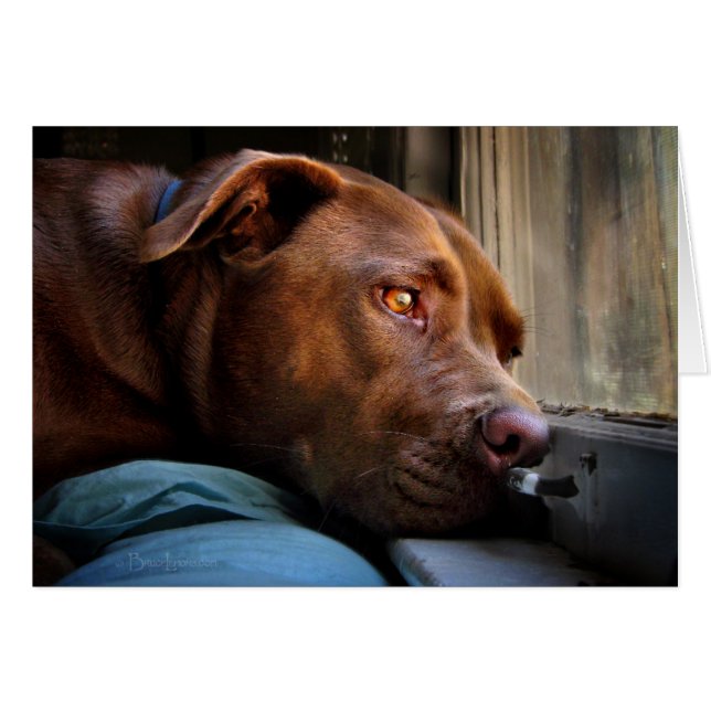 Schokolade Labrador Pit Puppy-Fenster beobachten (Vorderseite (Horizontal))