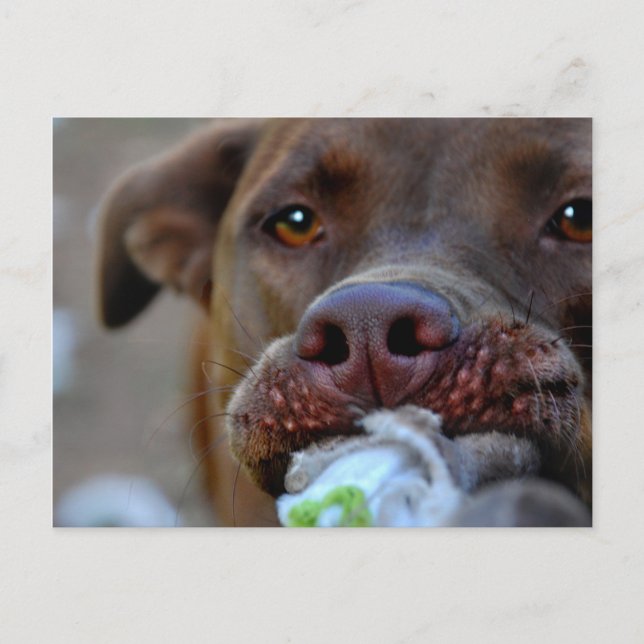 Schokolade Labrador Pit Puppy Postkarte (Vorderseite)