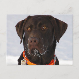 Schokolade Labrador Postcard Postkarte