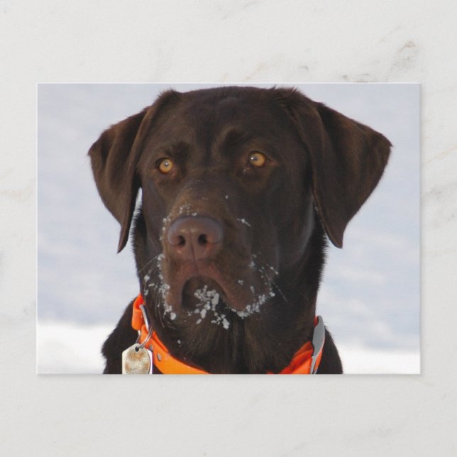 Schokolade Labrador Postcard Postkarte (Vorderseite)