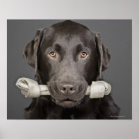 Schokolade Labrador