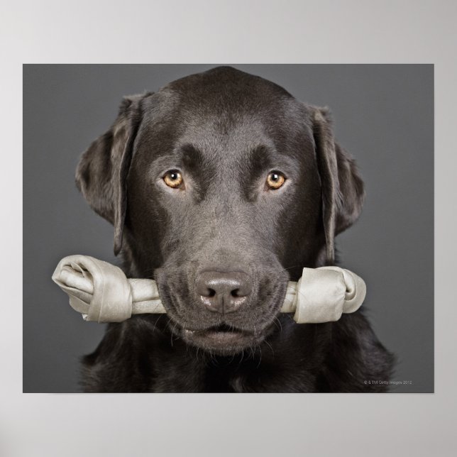 Schokolade Labrador Poster (Vorne)