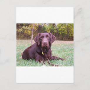 Schokolade Labrador Postkarte