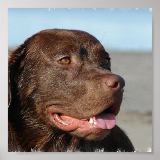 Schokolade Labrador Print Poster
