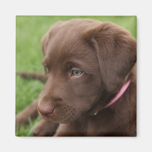 Schokolade Labrador Pup Magnet