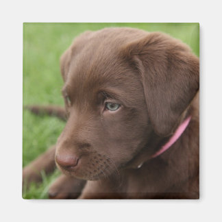 Schokolade Labrador Pup Magnet