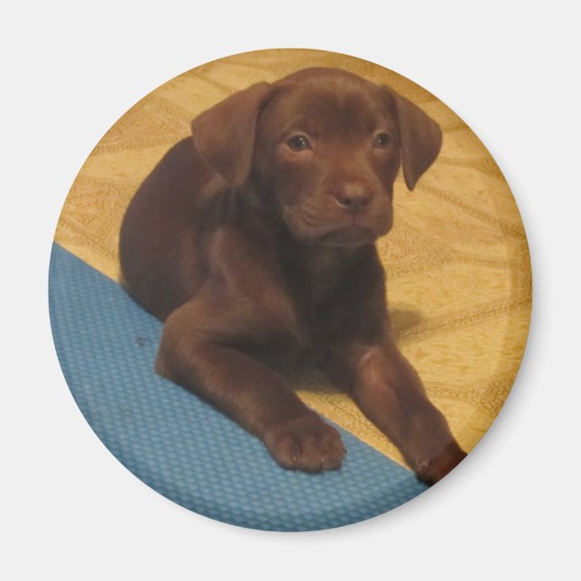Schokolade Labrador Puppy Magnet (Vorne)