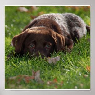 Schokolade Labrador Puppy Print Poster
