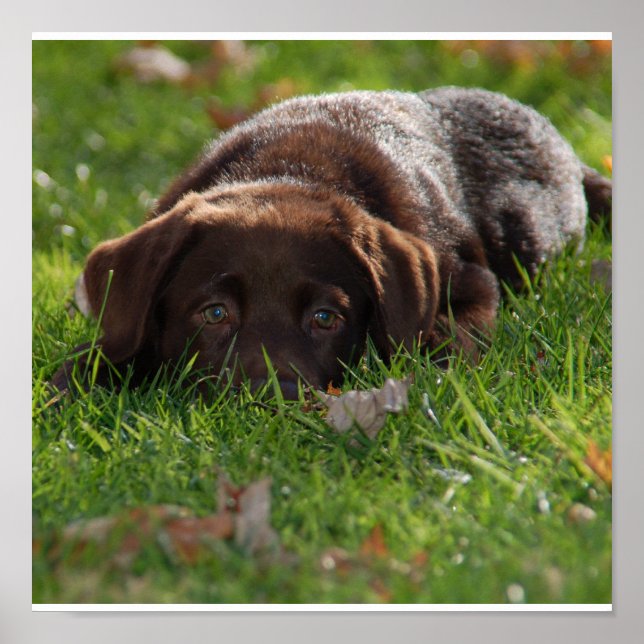 Schokolade Labrador Puppy Print Poster (Vorne)