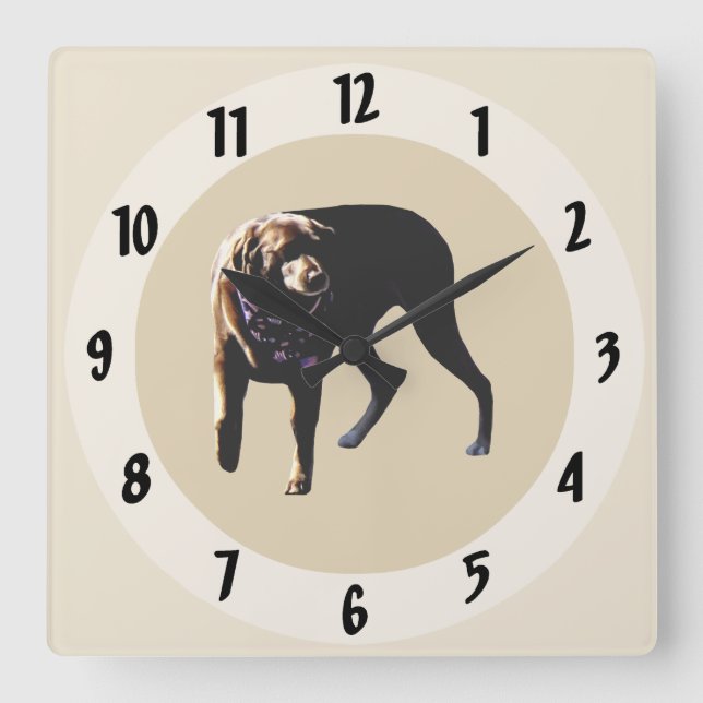 Schokolade Labrador Quadratische Wanduhr (Vorderseite)