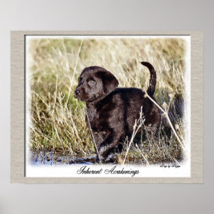 Schokolade Labrador Retriever Art Print Poster