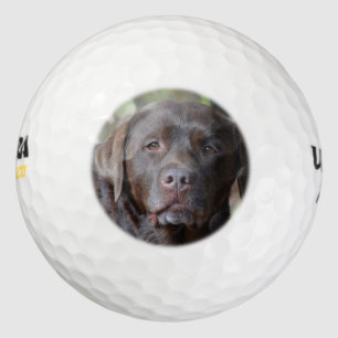 Schokolade Labrador Retriever Golfball