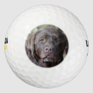 Schokolade Labrador Retriever Golfball