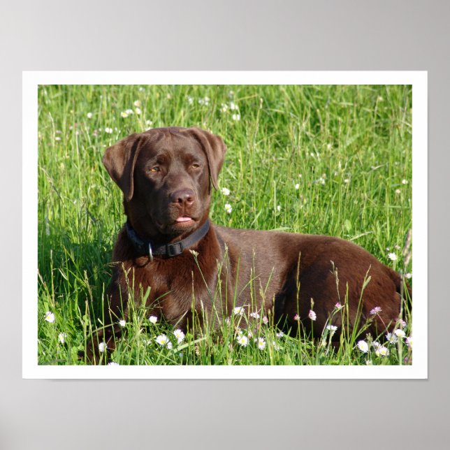 Schokolade Labrador Retriever im Gras Poster (Vorne)