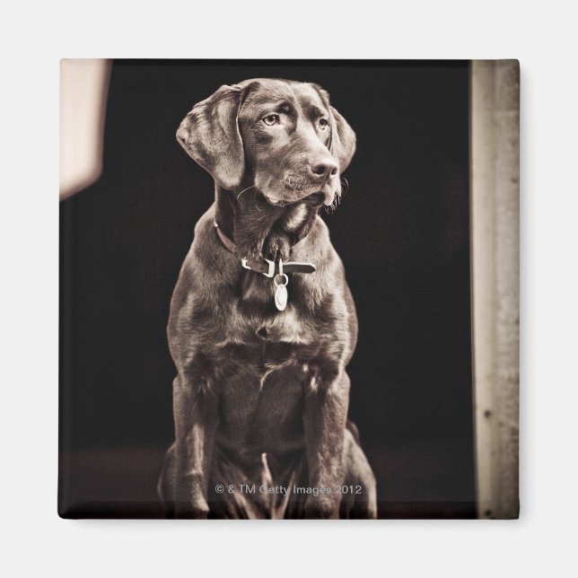 Schokolade Labrador Retriever Magnet (Vorne)