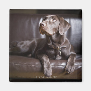 Schokolade Labrador Retriever Magnet