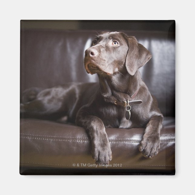 Schokolade Labrador Retriever Magnet (Vorne)