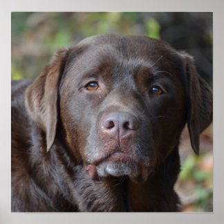 Schokolade Labrador Retriever Poster