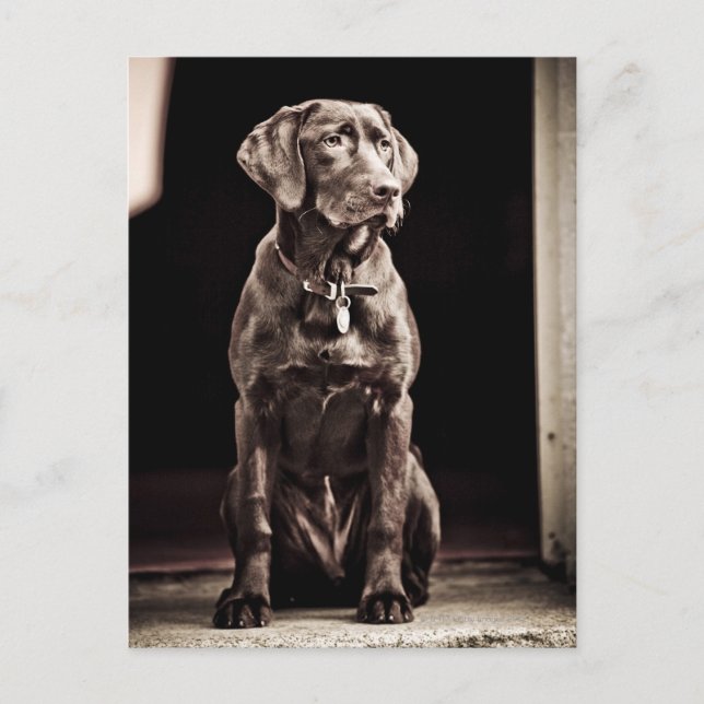 Schokolade Labrador Retriever Postkarte (Vorderseite)