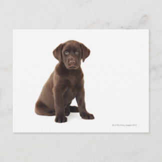 Schokolade Labrador Retriever Puppy Postkarte
