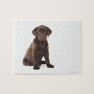 Schokolade Labrador Retriever Puppy Puzzle