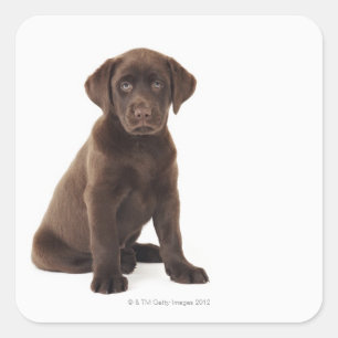 Schokolade Labrador Retriever Puppy Quadratischer Aufkleber