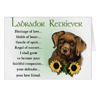 Schokolade Labrador Retriever Welpengeschenke