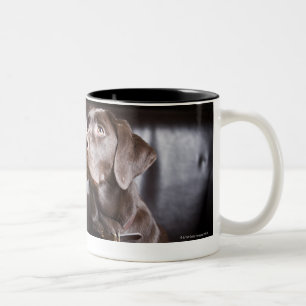 Schokolade Labrador retriever Zweifarbige Tasse