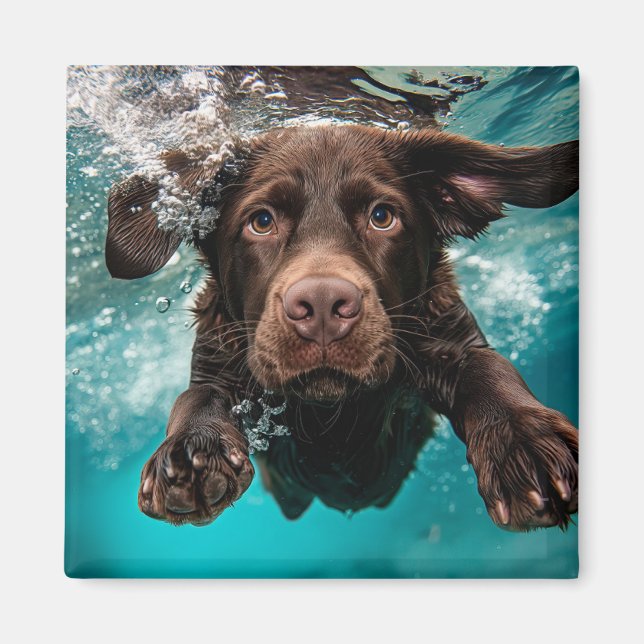 Schokolade Labrador Schwimmen unter Wasser Magnet (Vorne)