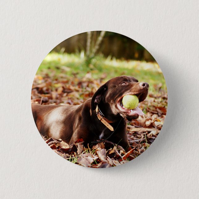 Schokolade-Labrador-Spiel mit Ball Button (Vorderseite)