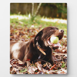 Schokolade-Labrador-Spiel mit Ball Fotoplatte