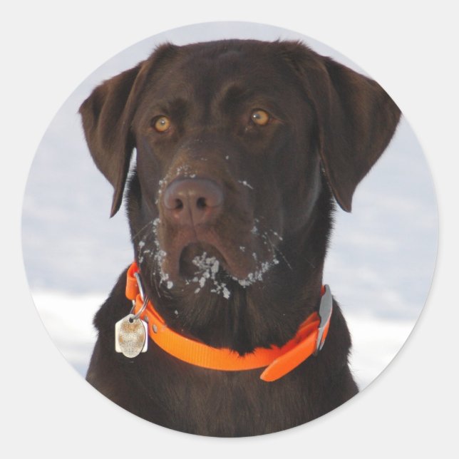 Schokolade Labrador Sticker (Vorderseite)